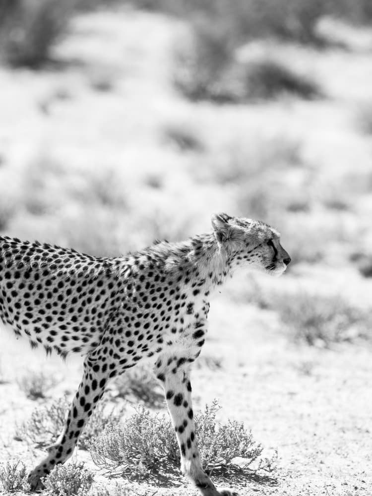 Cheetah's Grace by Shot by Clint — canvas wall art