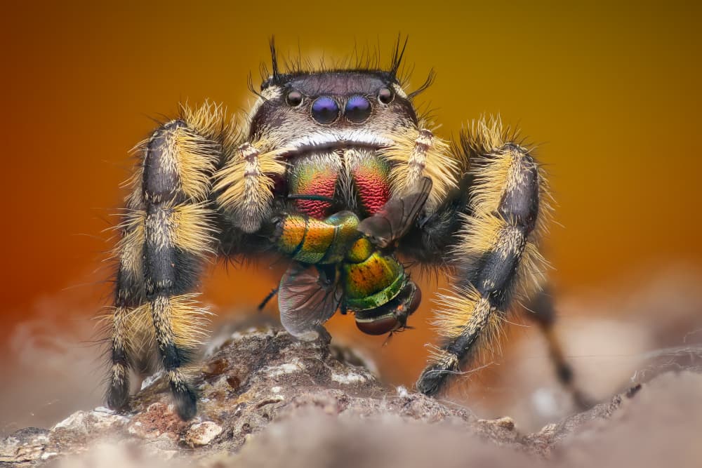 Jumping Spider Feast by Ajar Setiadi — canvas wall art