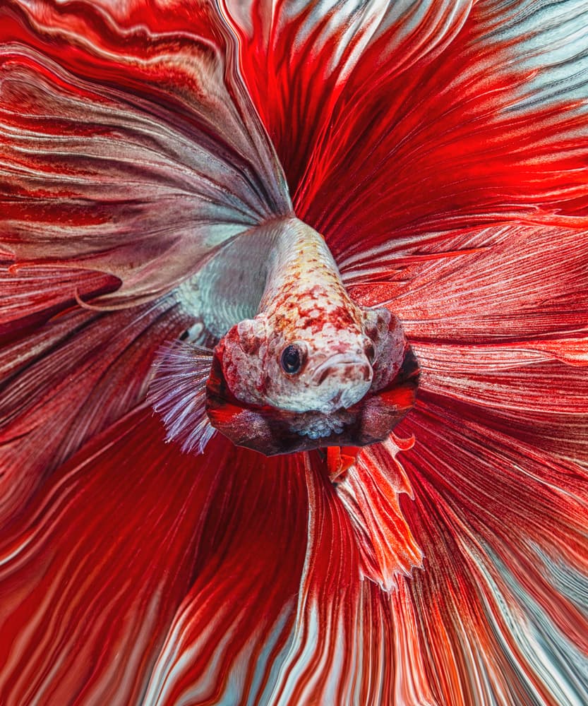 Majestic Red Betta by Andi Halil — canvas wall art