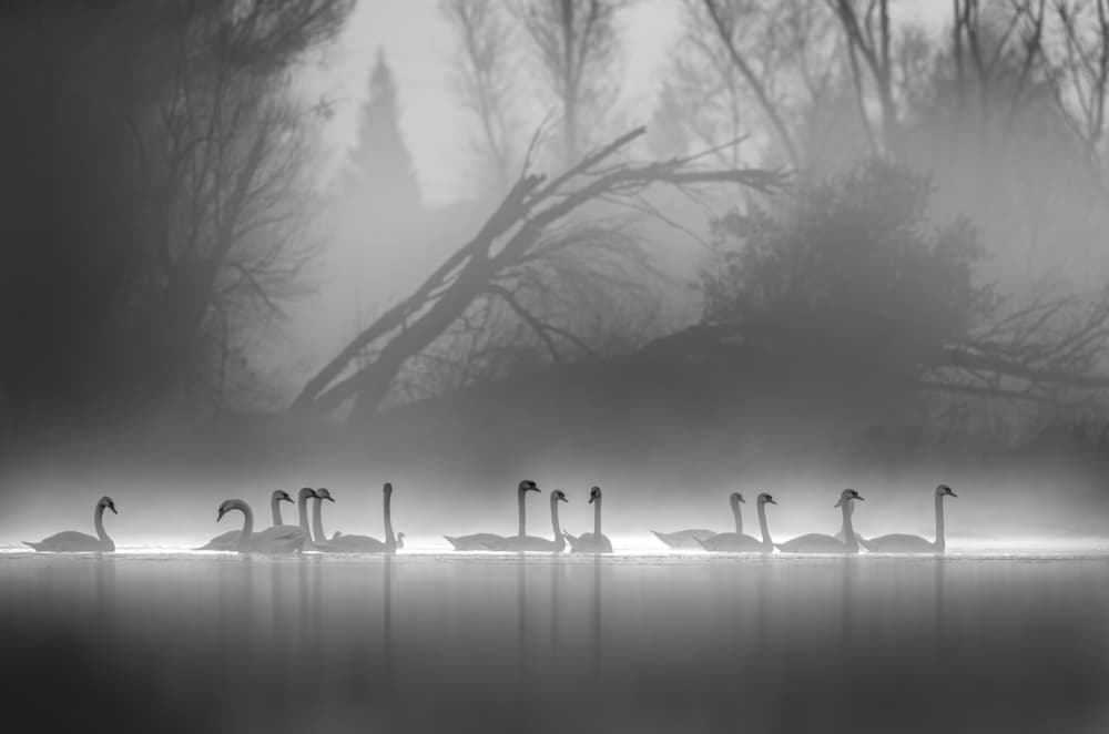 Misty Morning Swans by Judy Tseng — canvas wall art