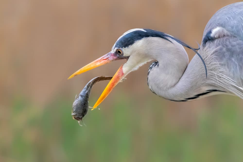 Grey Heron Catches Fish by Jun Zuo — canvas wall art