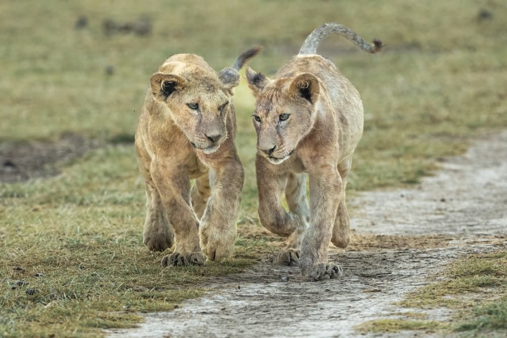 Young Lion Cubs Safari by Jeffrey C. Sink — canvas wall art