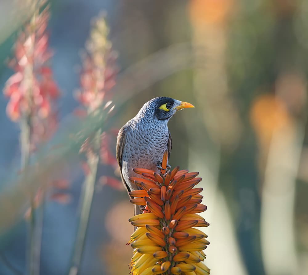 Vibrant Bird on Flower by Emanuel Papamanolis — canvas wall art
