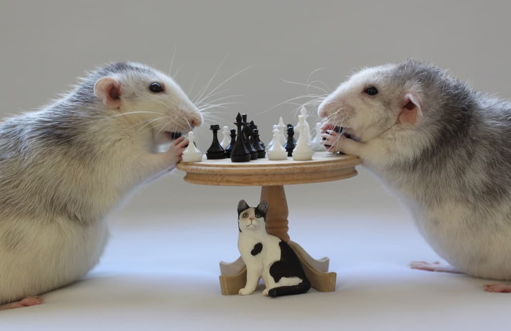 Smart Rats Play Chess by Ellen van Deelen — canvas wall art