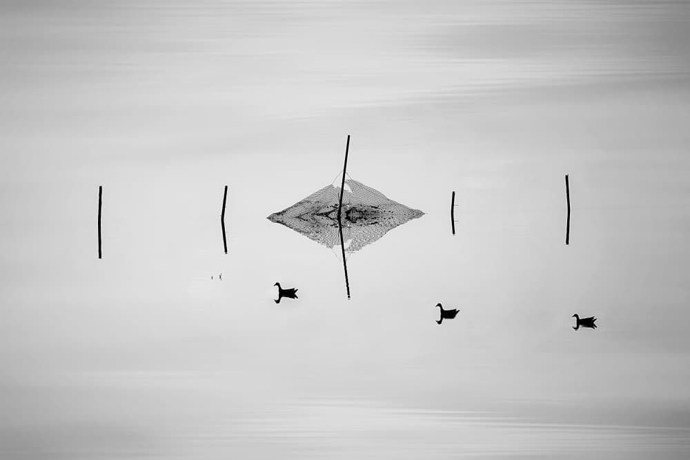 Serene Lake Ducks by MingLun Tsai (蔡明倫) — canvas wall art