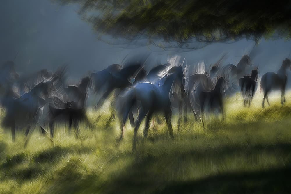 Running Horses Abstract by Milan Malovrh — canvas wall art