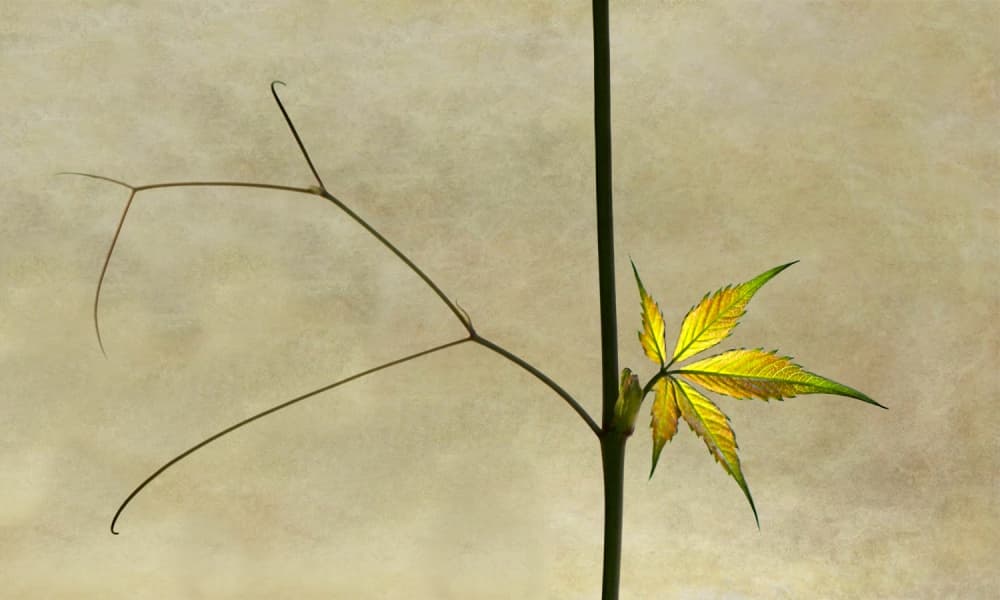 Autumn Leaf Glow by Jutta Kerber — canvas wall art