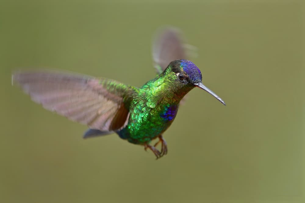 Vibrant Green Hummingbird Flight by Gavin Lam — canvas wall art