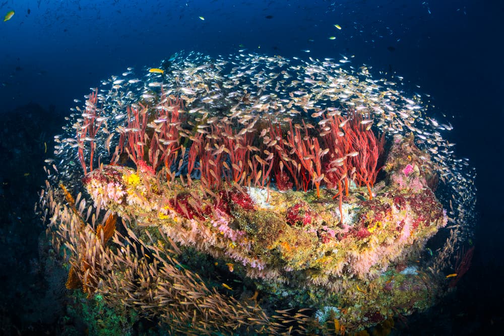 Vibrant Coral Fish School by Barathieu Gabriel — canvas wall art