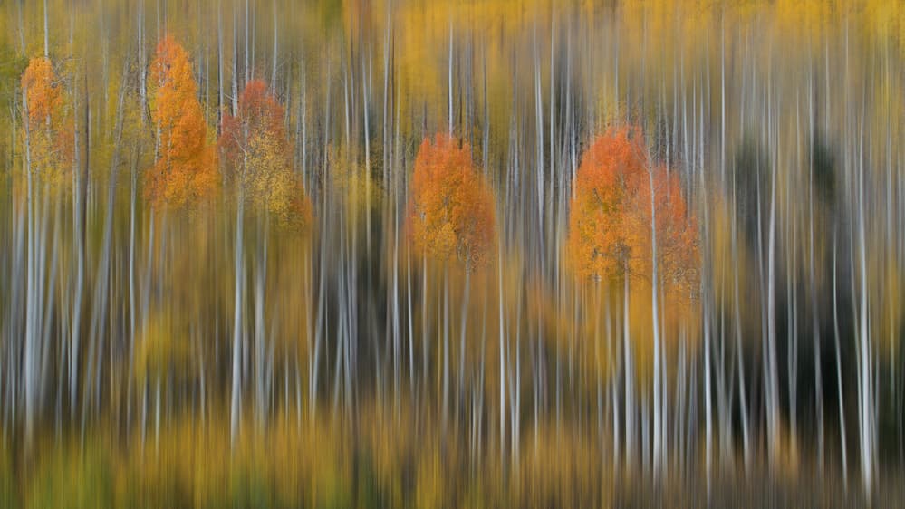 Blurred Autumn Aspens by 李从军 / Austin Li — canvas wall art