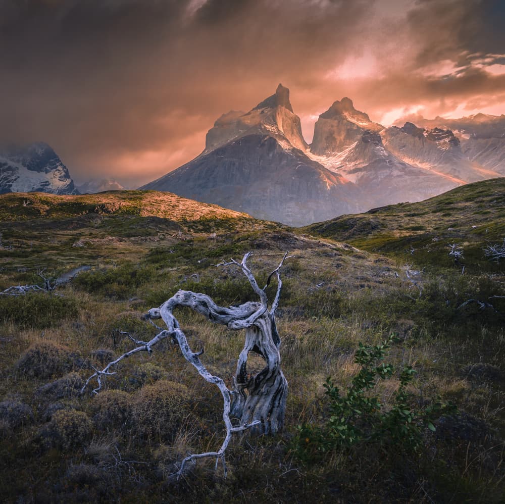 Twisted Tree Mountain Majesty by Bing Li — canvas wall art