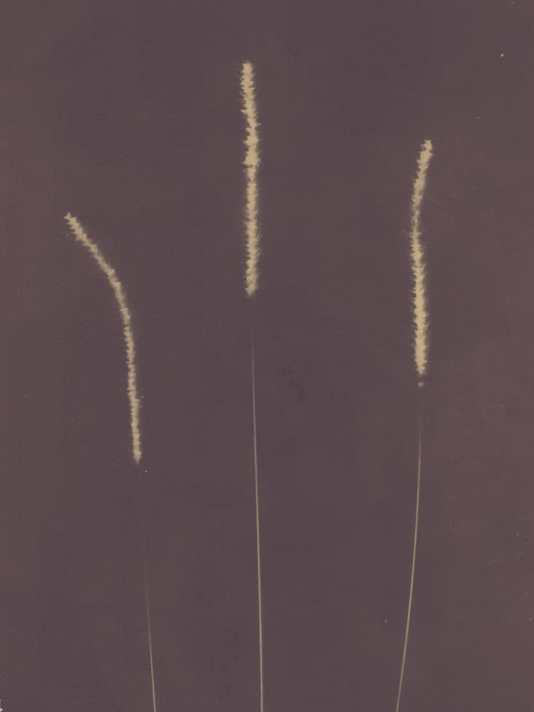 Tall Feathery Grass by Chickweeds Studio — canvas wall art