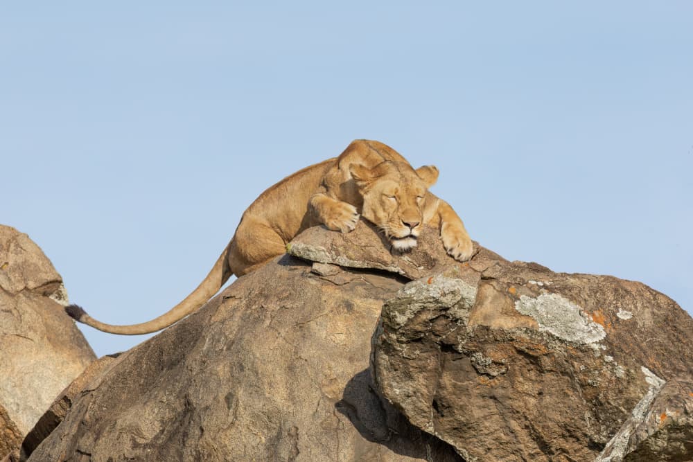 Sleeping Lioness on Rock by Mark Strom — canvas wall art