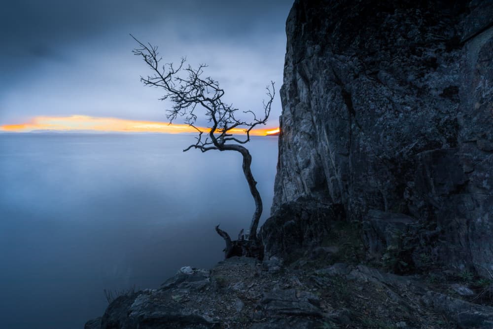 Lonely Tree Cliff Sunset by Li Ying — canvas wall art