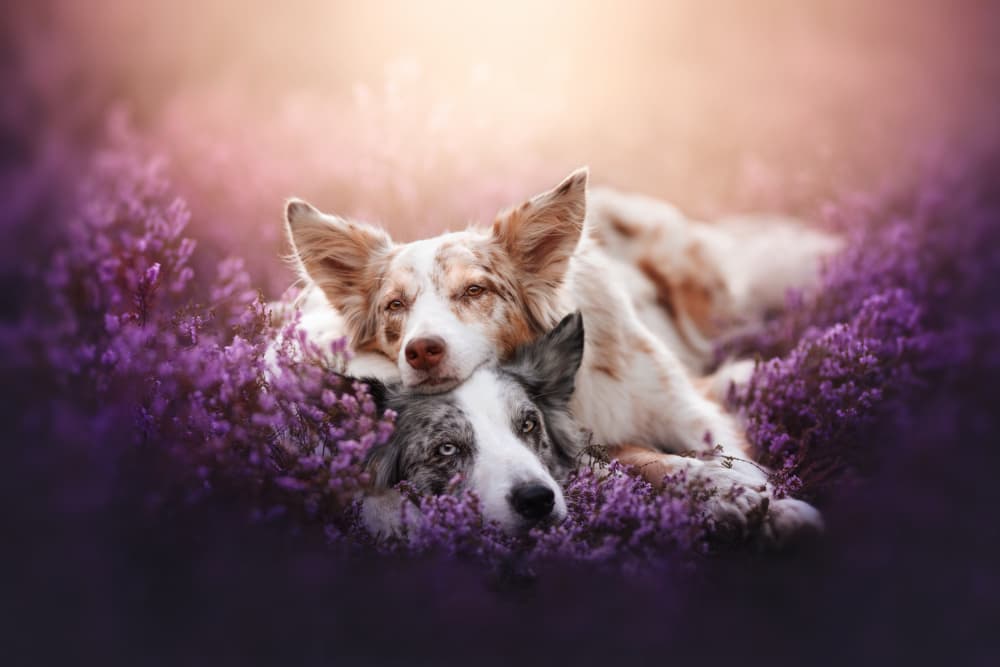 Sweet Lavender Dreams by Ve Shandor — canvas wall art