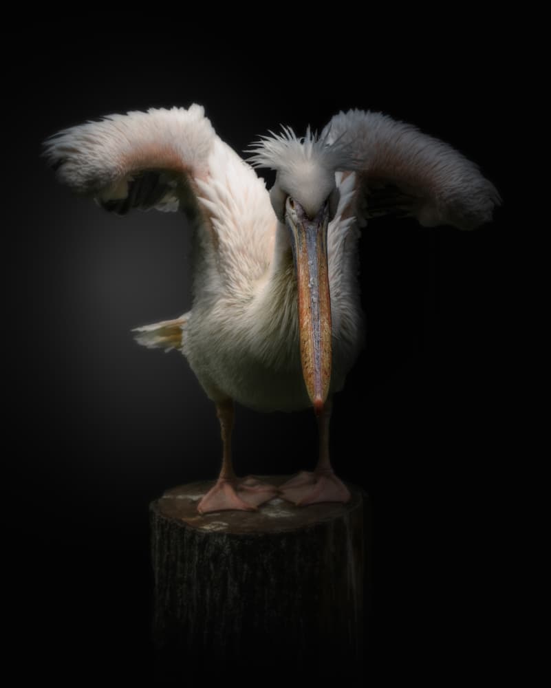Intense Pelican Gaze by Jörg Vollrath — canvas wall art