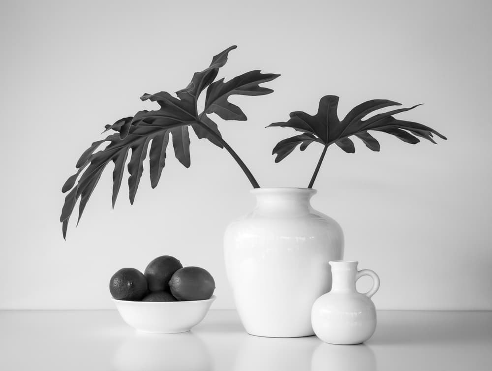 Minimalist Monochrome Still Life by Jacqueline Hammer — canvas wall art
