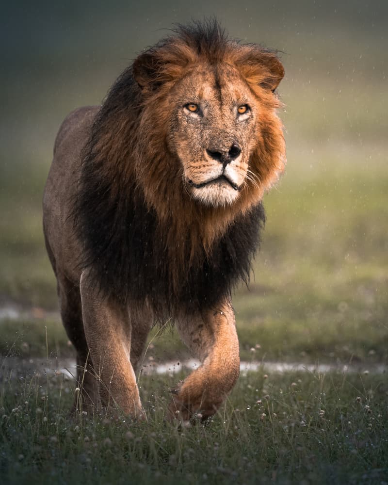 African Lion In Rain by Ahmed Sobhi — canvas wall art