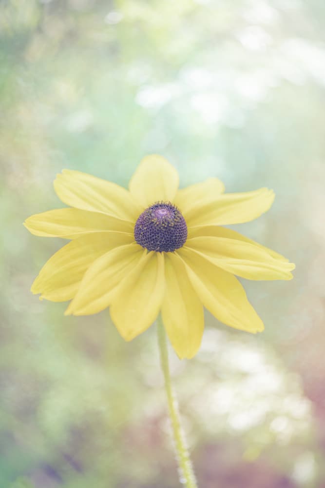 Dreamy Summer Flower by Lynann Colligan — canvas wall art
