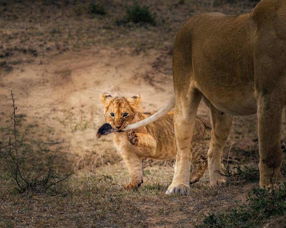Lion Cub Playtime by Anna Zhang — canvas wall art