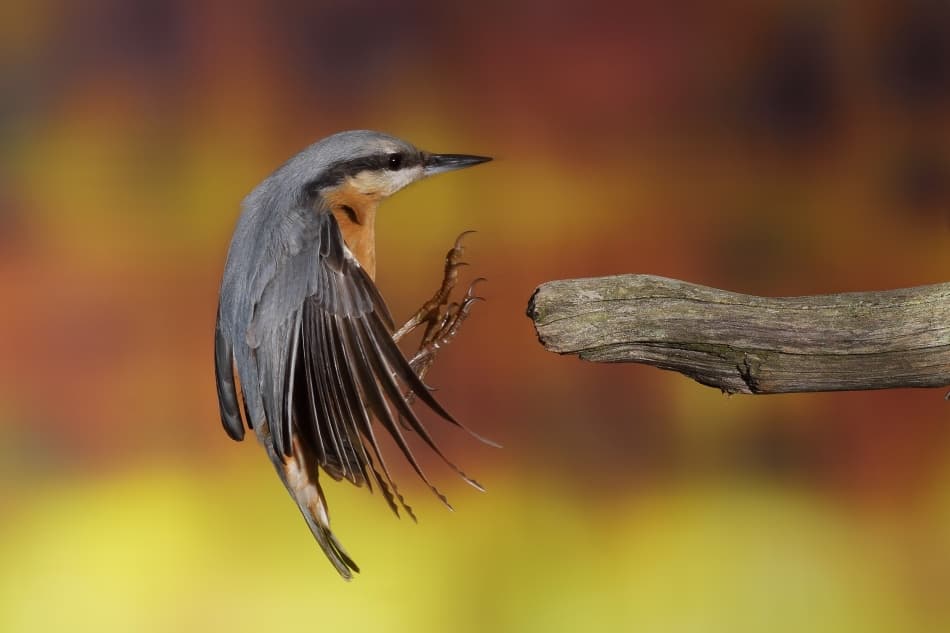 Autumn Nuthatch Landing by Nicolás Merino — canvas wall art
