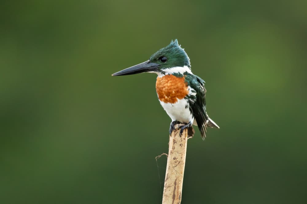 Vibrant Green Kingfisher by Milan Zygmunt — canvas wall art