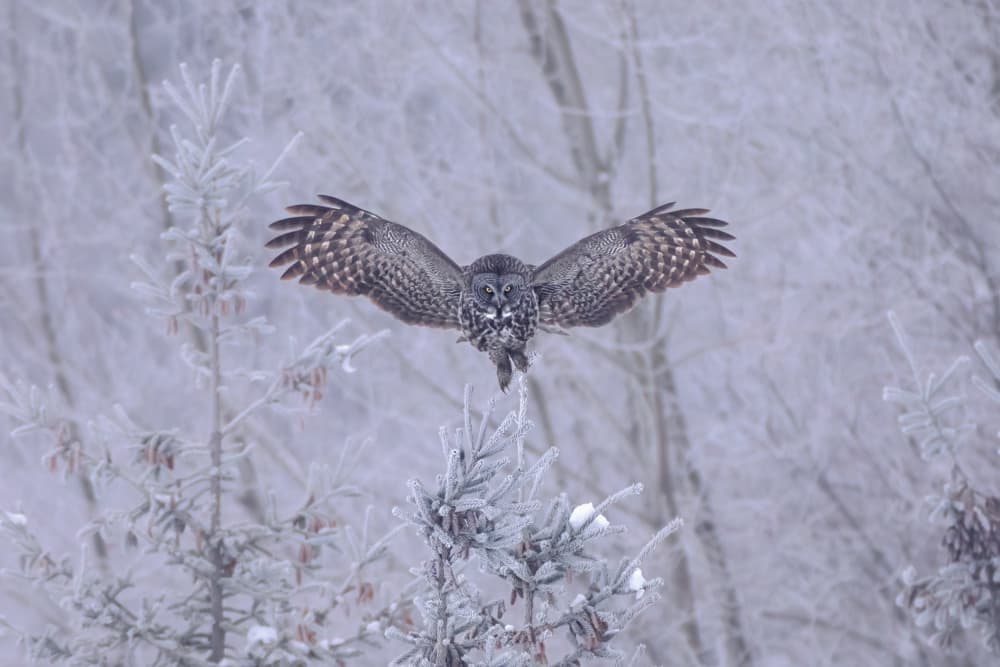 Great Gray Owl Flight by Max Wang — canvas wall art