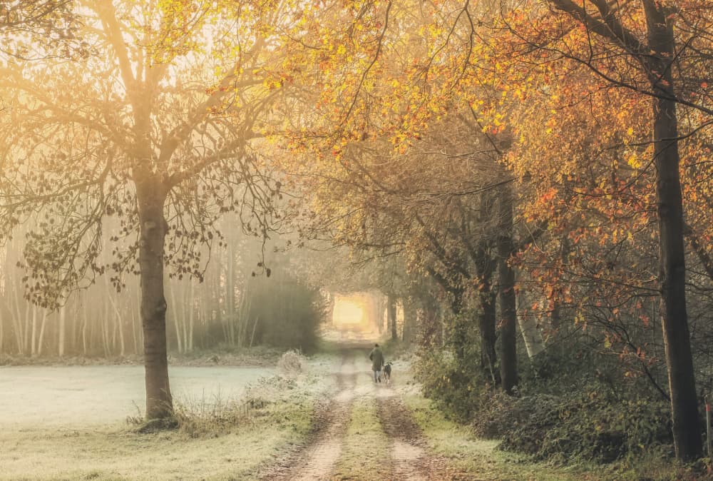 Autumn Morning Forest Walk by Hilda van der Lee — canvas wall art