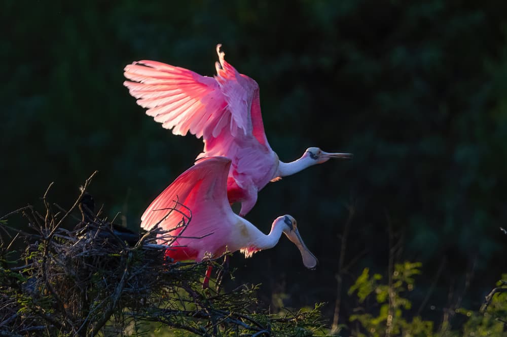 Glowing Pink Spoonbills by DonnaHom APA — canvas wall art