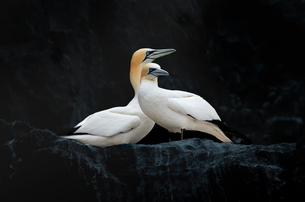 Northern Gannet Pair by Erik Engström — canvas wall art