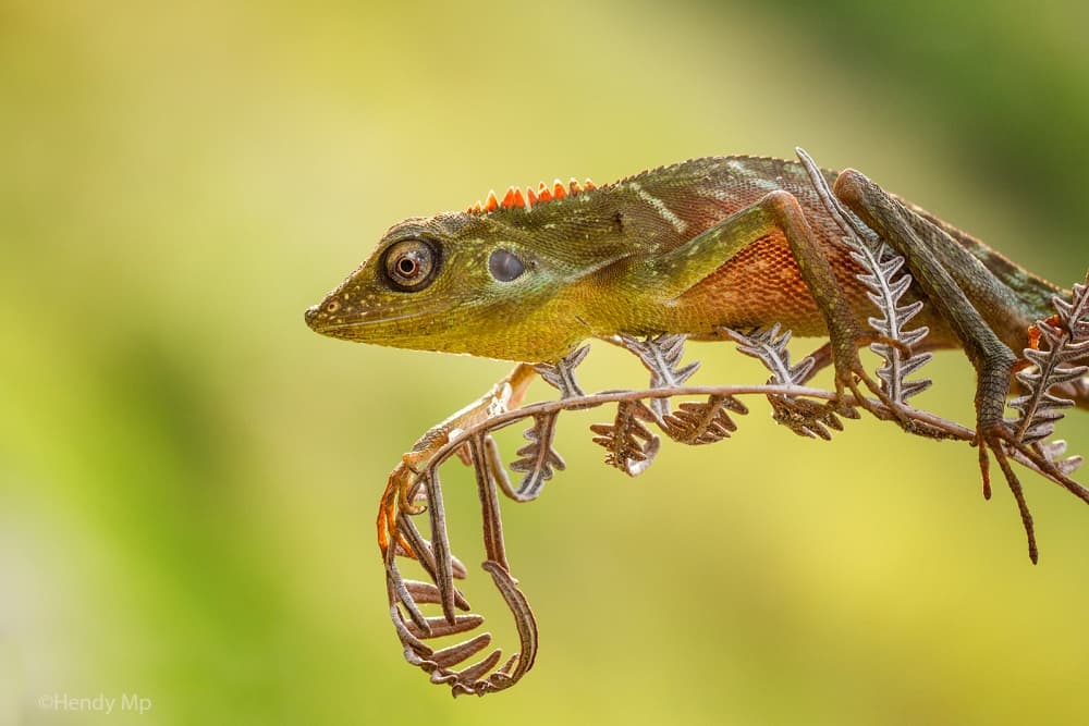 Vibrant Forest Lizard by Hendy Mp — canvas wall art