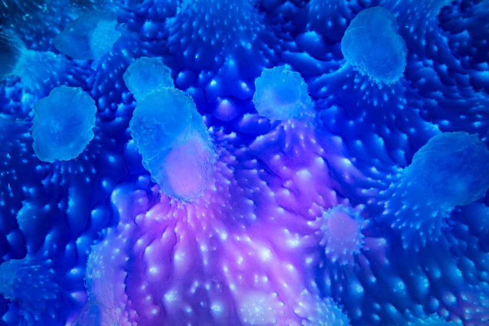 Vibrant Cellular Forms by Barathieu Gabriel — canvas wall art