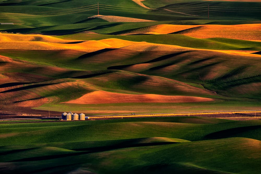 Golden Rolling Fields by Lydia Jacobs — canvas wall art