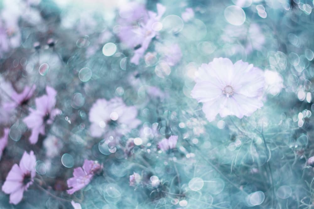 Soft Pastel Cosmos Flowers by Delphine Devos — canvas wall art