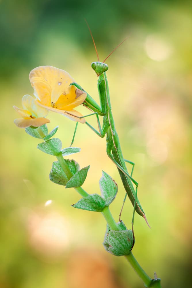 Praying Mantis On Flower by Gustavo Ribes — canvas wall art