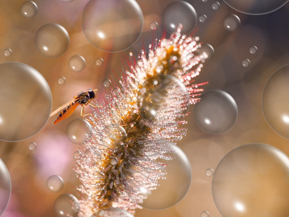Glistening Morning Insect by Thierry Dufour — canvas wall art
