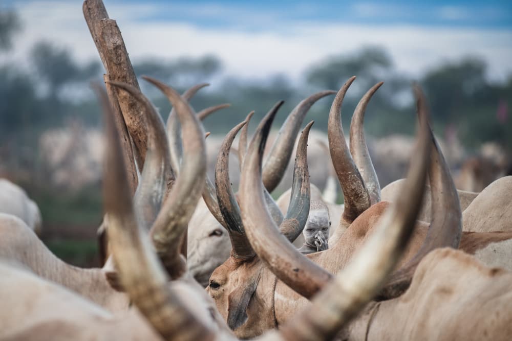 Peeking Through Horns by Svetlin Yosifov — canvas wall art