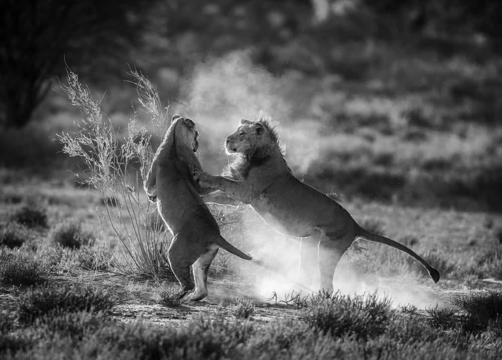 Lions In Dusty Fight by Jaco Marx — canvas wall art