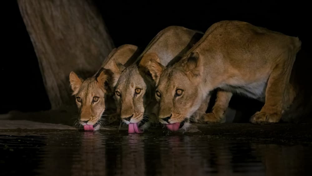 Three Thirsty Lionesses by Sheila Xu — canvas wall art