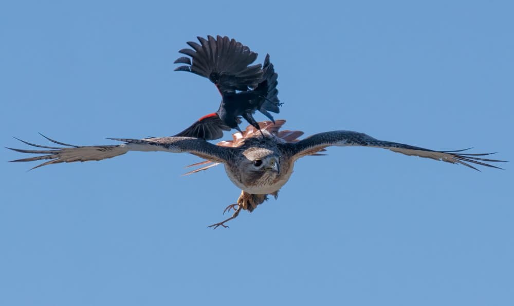 Crow Rides Hawk Midair by Yu Cheng — canvas wall art