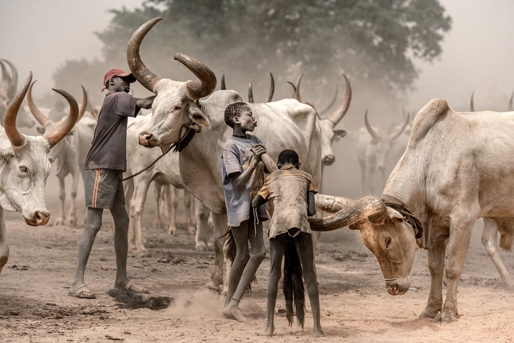 Dinka Boys Cattle Herders by Trevor Cole — canvas wall art