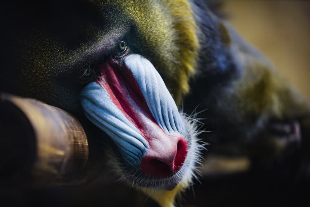 Colorful Mandrill Portrait by Alex Zhao — canvas wall art