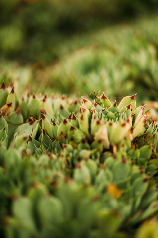 Vibrant Green Succulents by Javier Pardina — canvas wall art
