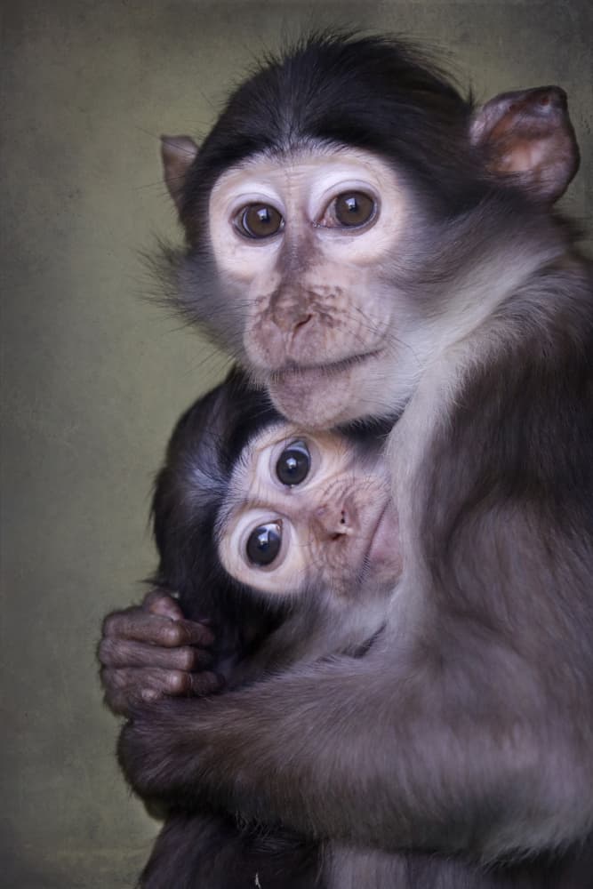 Tender Monkey Hug by Carles Just — canvas wall art