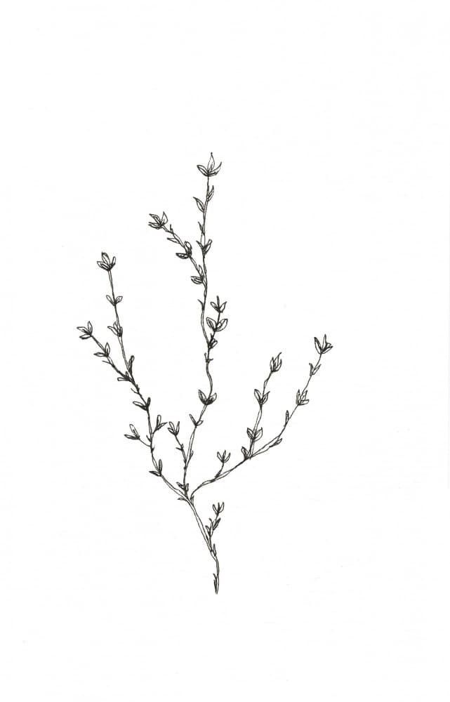 Fresh Botanical Branch by Lor Muller — canvas wall art