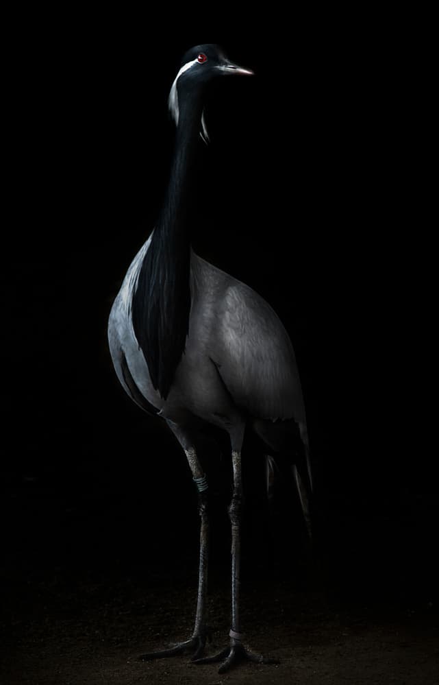 Elegant Demoiselle Crane by Santiago Pascual Buye — canvas wall art