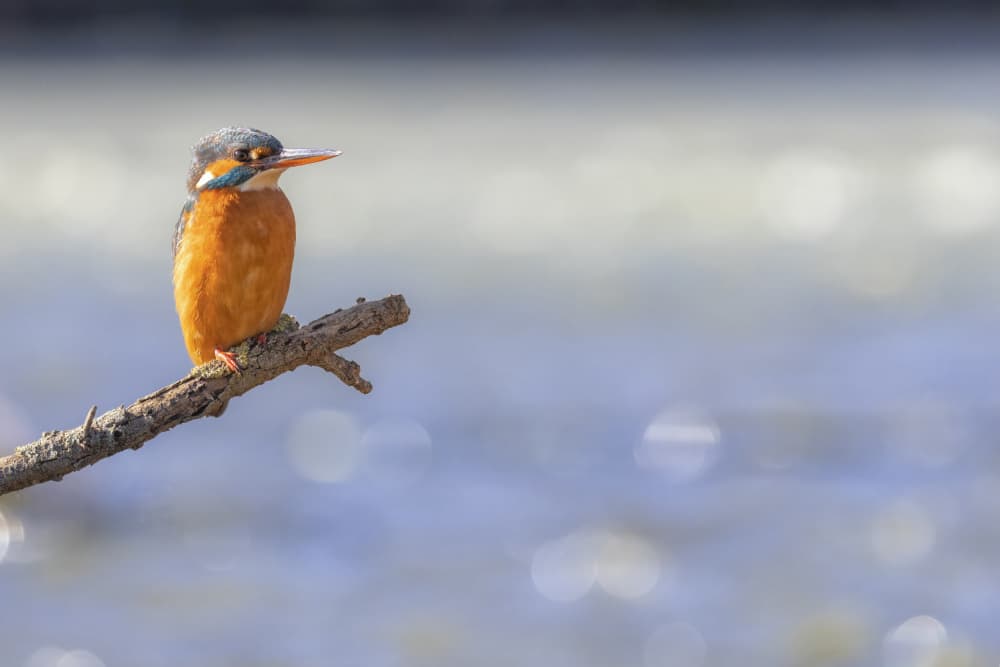 Vibrant Kingfisher Perched by TONY GORAN — canvas wall art