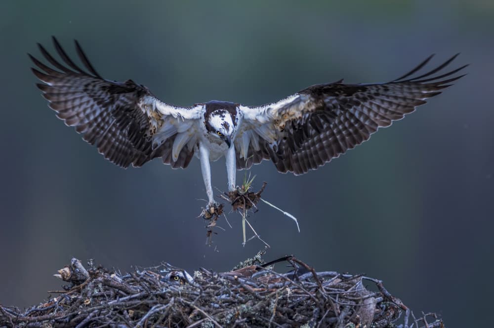 Osprey Nesting Flight by Taksing (吉星高照) — canvas wall art