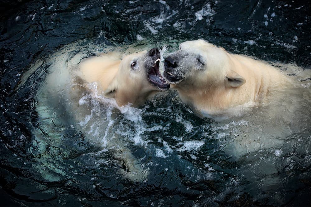 Wild Polar Bears Play by Antje Wenner-Braun — canvas wall art