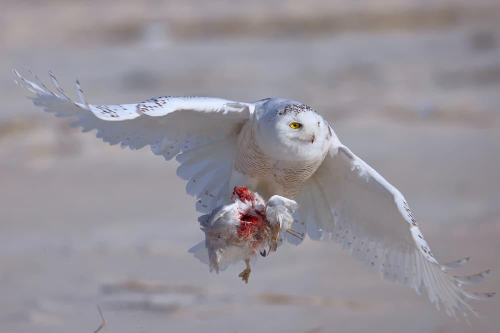 Flying Snowy Owl Hunt by Gavin Lam — canvas wall art